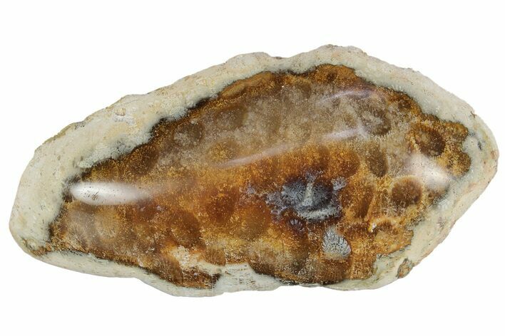 Polished Fossil Coral Head - Indonesia #237508